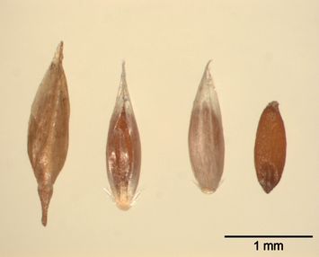 Vorschaubild Rotes Straußgras